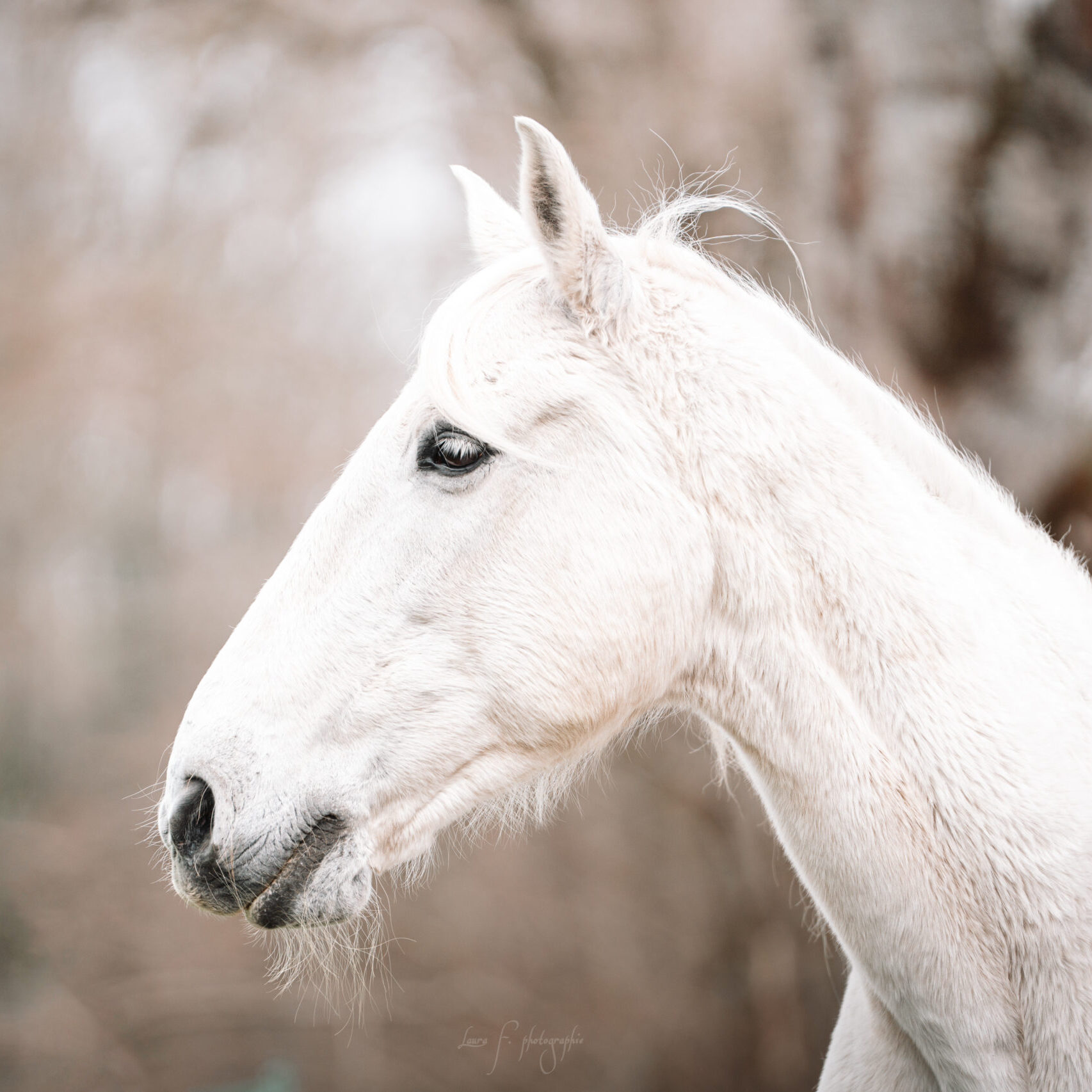 Lino-square mes chevaux : lino
