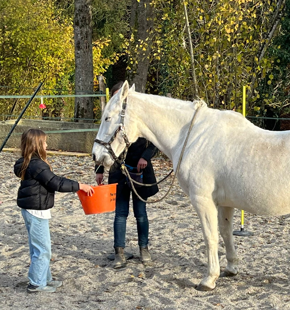 equicoaching4 equi-coaching