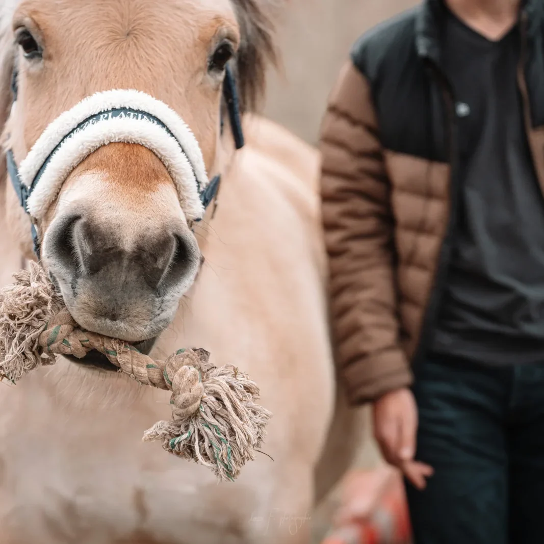 pony fun pony fun